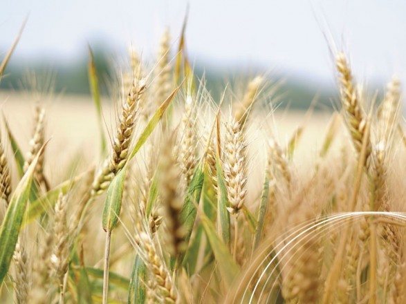 Pšenica in pesticidi