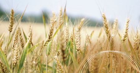 Pšenica in pesticidi