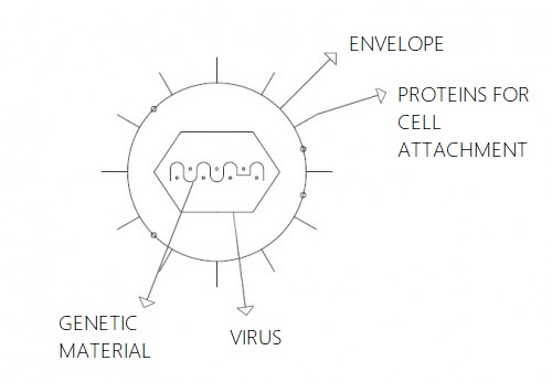 A schematic representation of an enveloped virus, which includes the coronavirus.